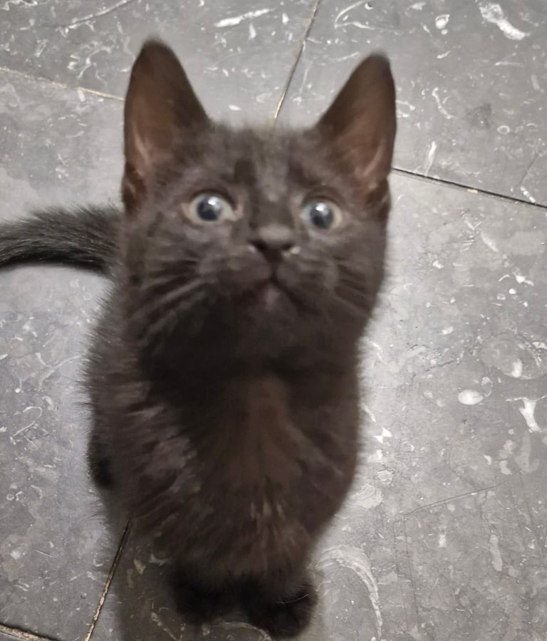 Kittens
