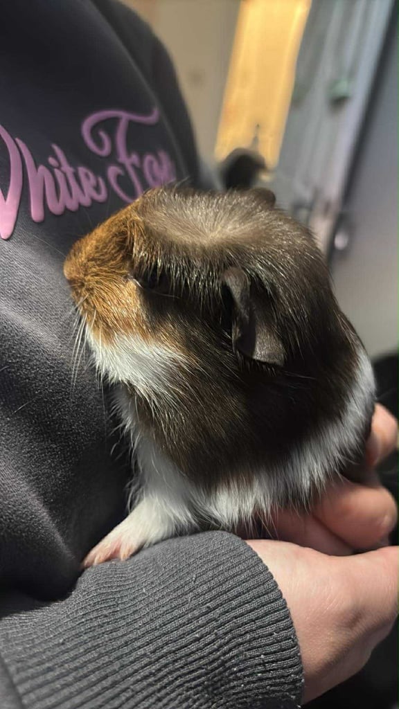 Guinea pigs ready to go now 