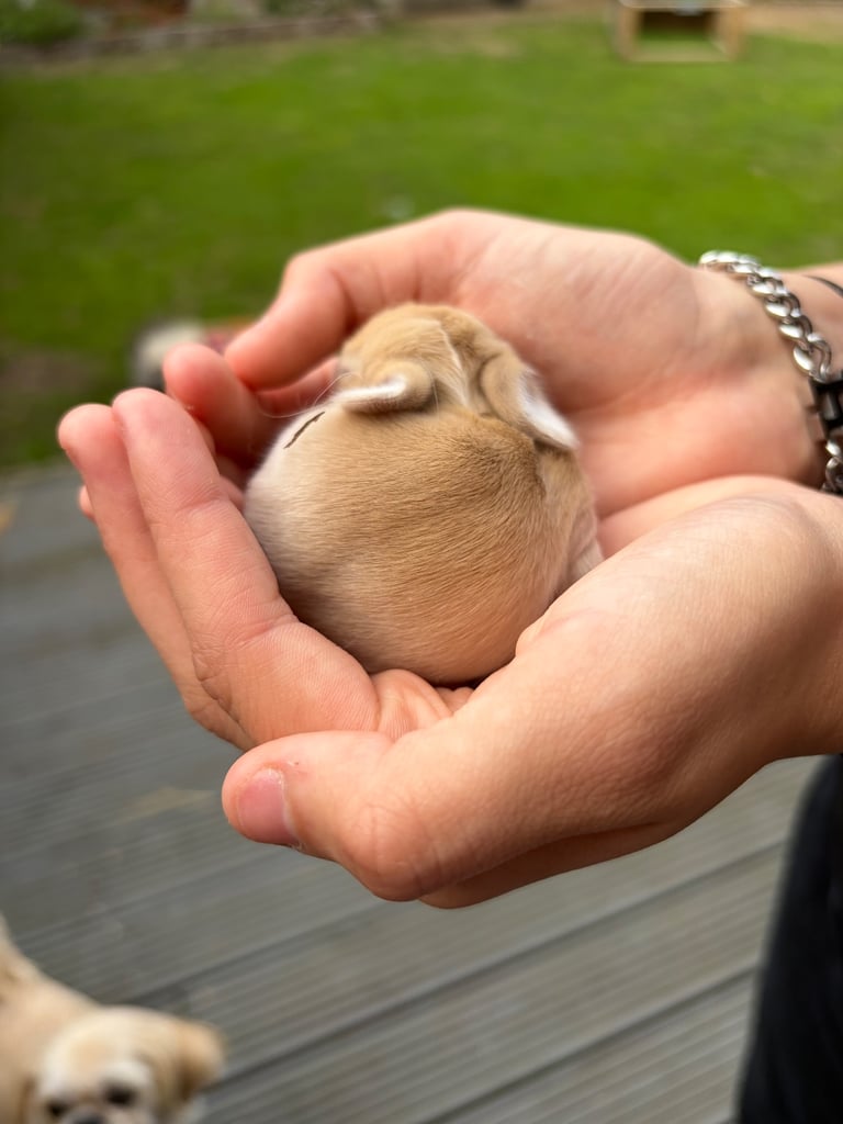 Baby bunnies for sale 