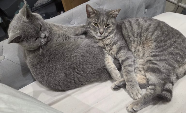 Rehome cats. 1 x British short hair blue 1 x blue tabby