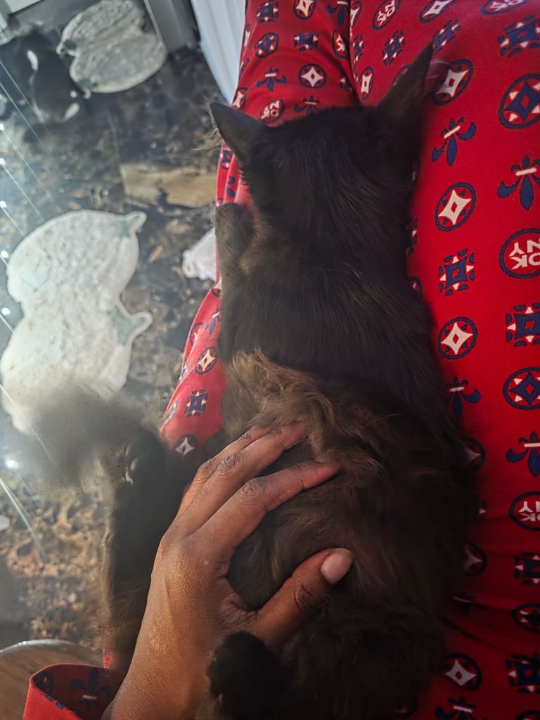 Two male kitten ready to go