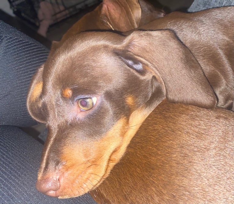 dashound puppies choclate and tan boys only