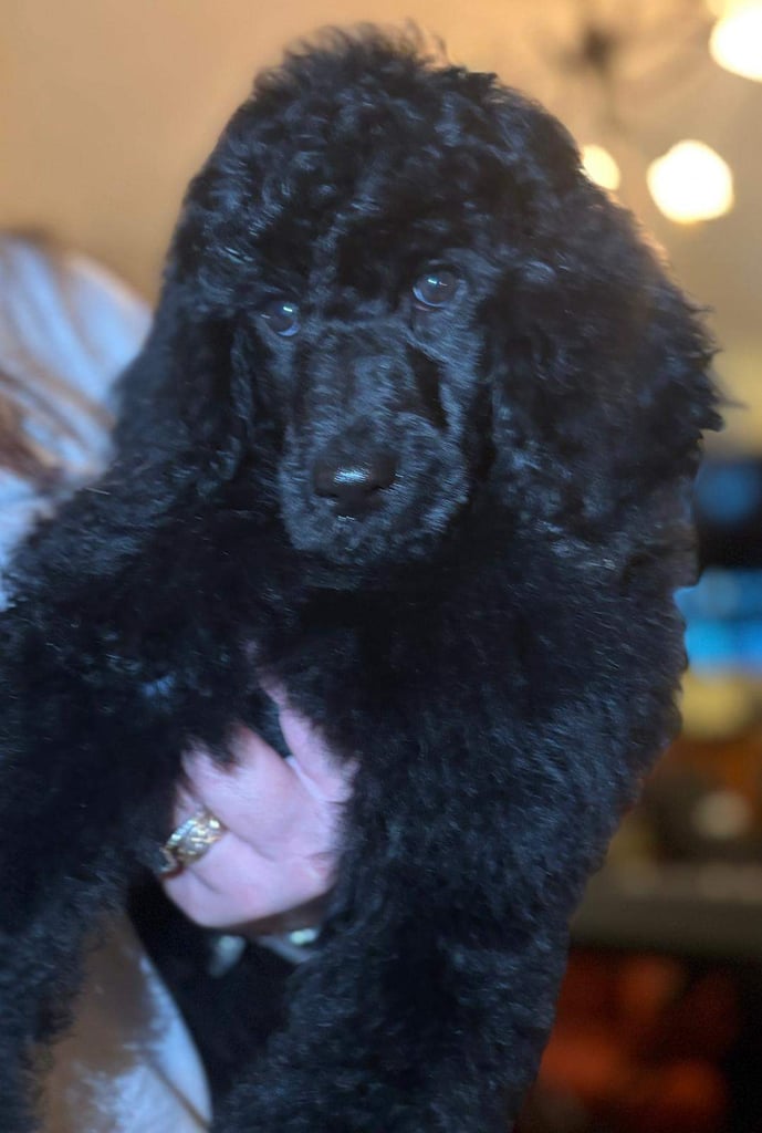 Two Exceptional Black Female Poodle Puppies — Family-Raised — 5★ Homes Only