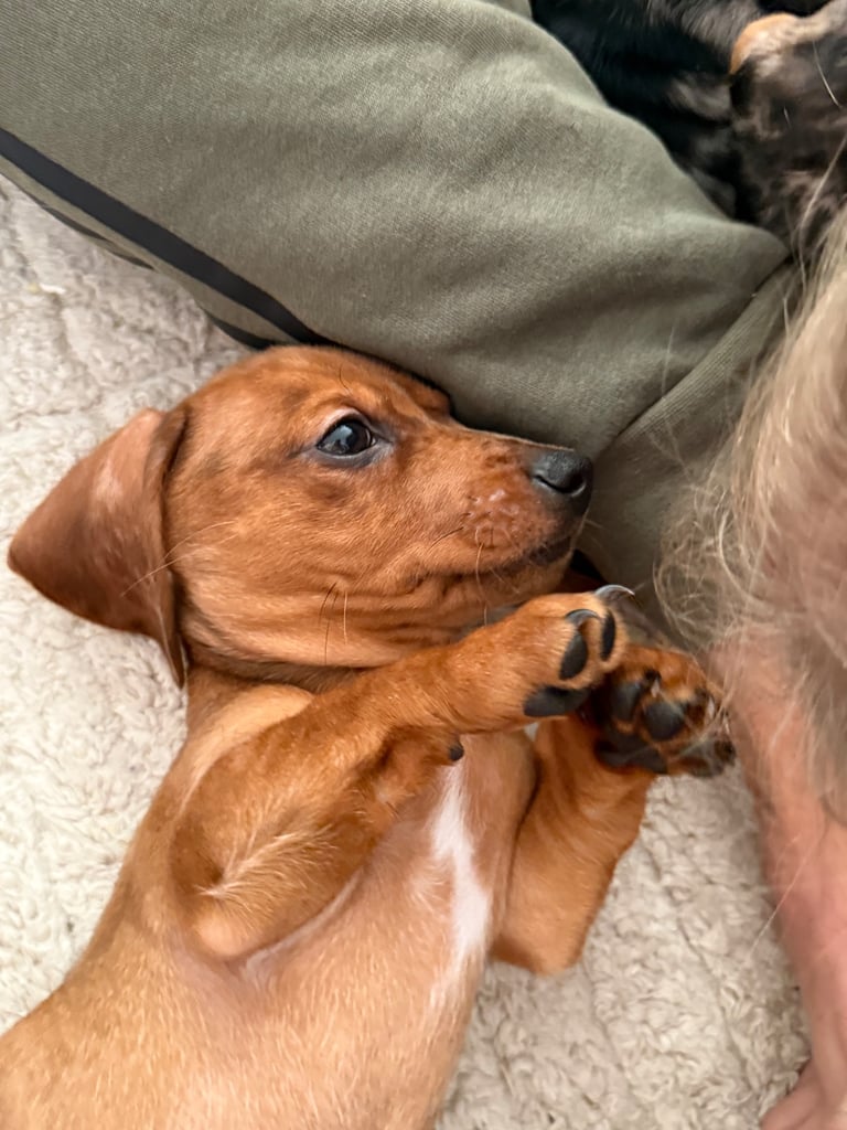READY NOW Miniature dachshund Puppies