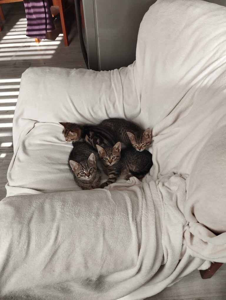 image for Kittens for sale (3 girls, 2 boys)