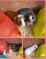 4 female Guinea pigs, 18 months old, need a new home!