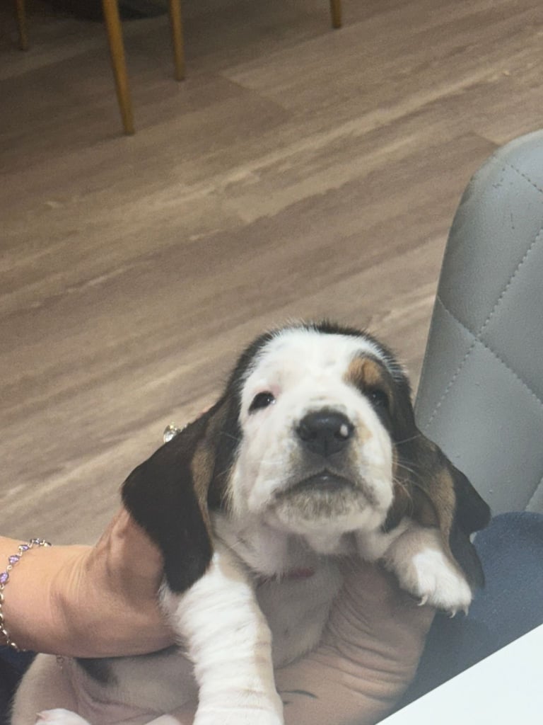 Chunky Bassett Hound Puppies 