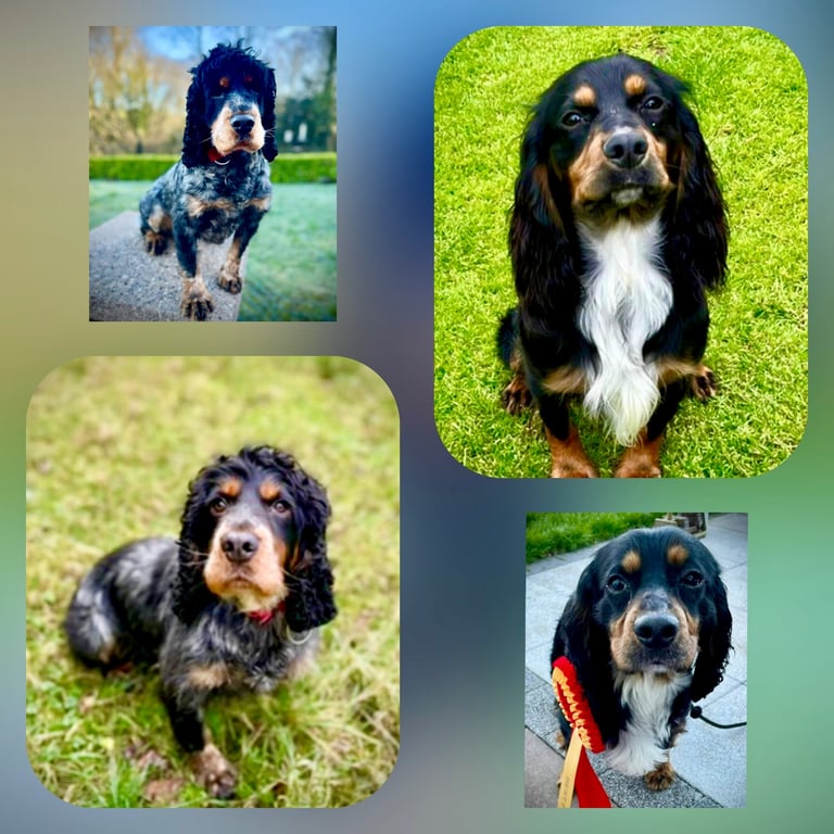 Cocker Spaniel pups 🐶 Looking for Forever Homes🐶