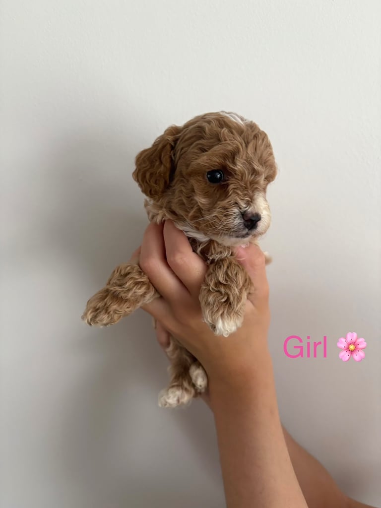 Toy f1b cavapoo puppies 