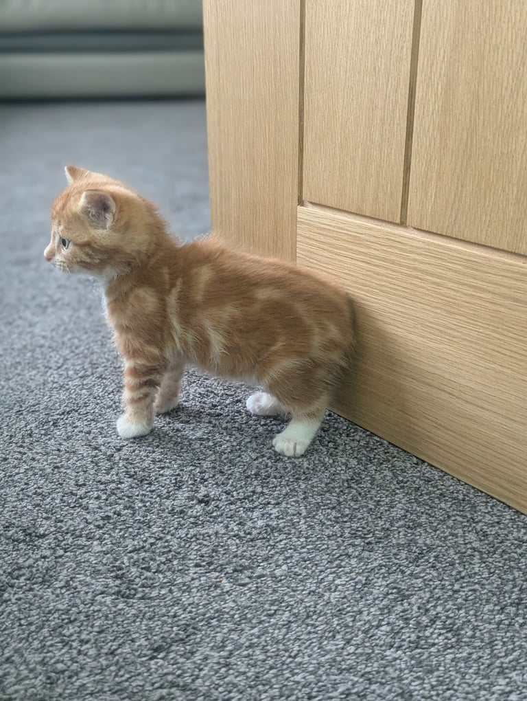 Two lovely ginger kittens 