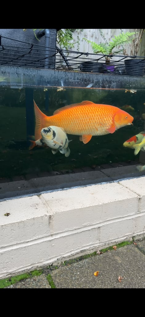 koi fish sale