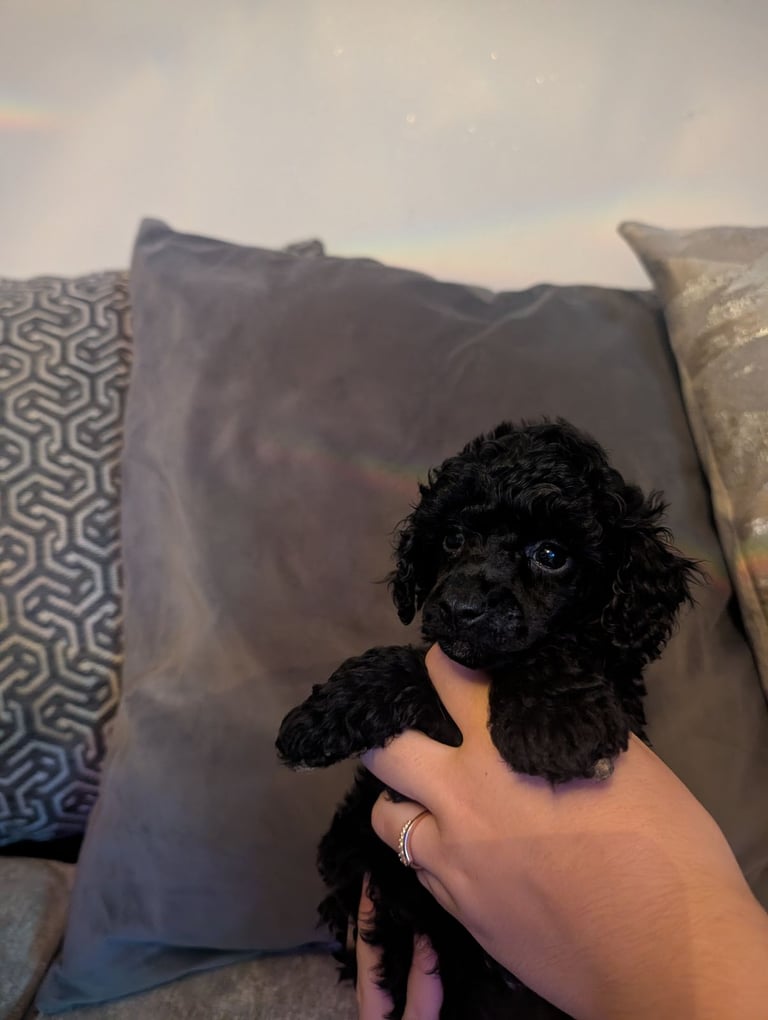 Toy poodle 