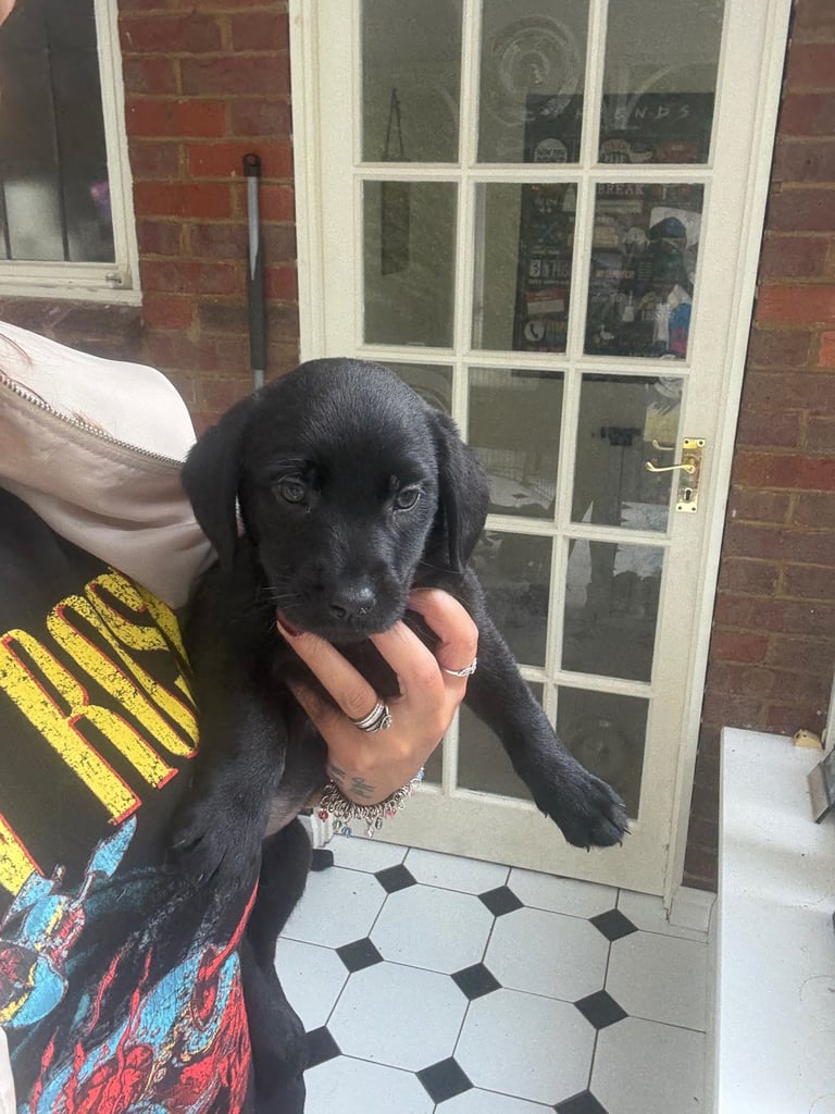 Black Labrador puppies - only 3 left