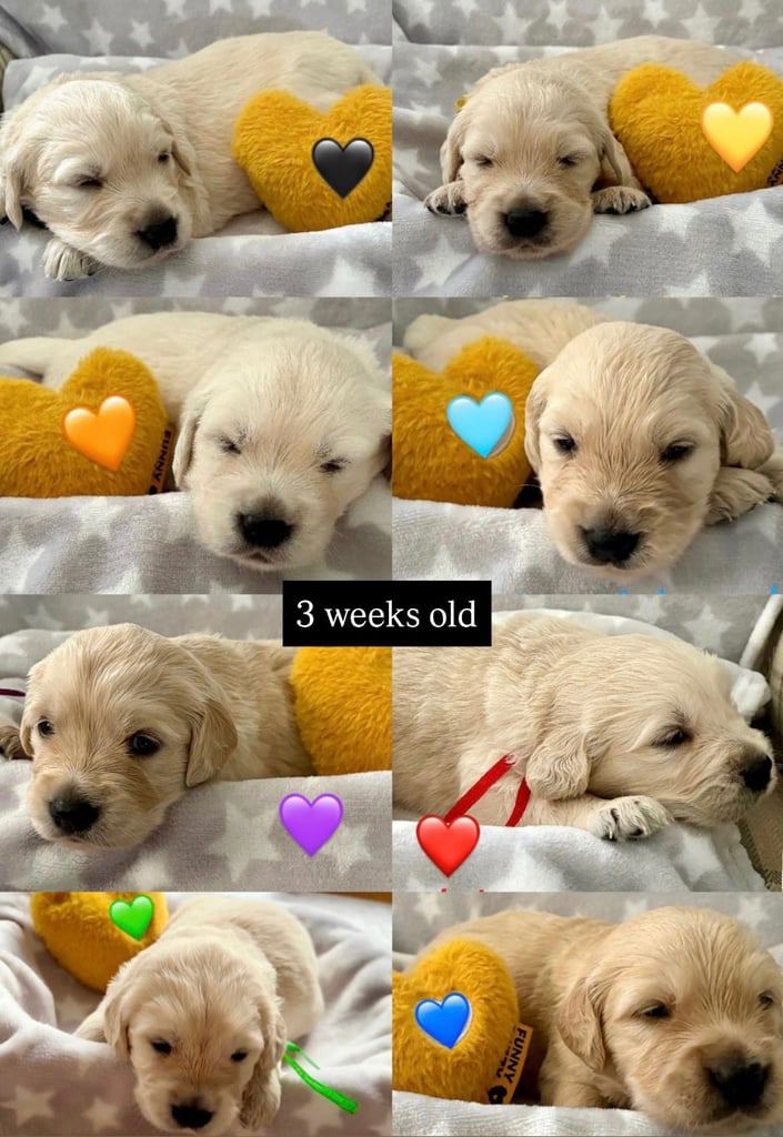 Golden Retriever puppies for sale 