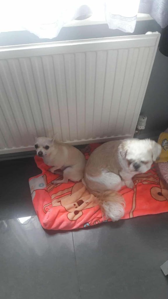 Chihuahua and shih tzu