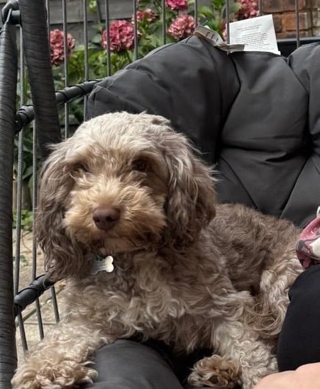 Cockapoo Grey Female