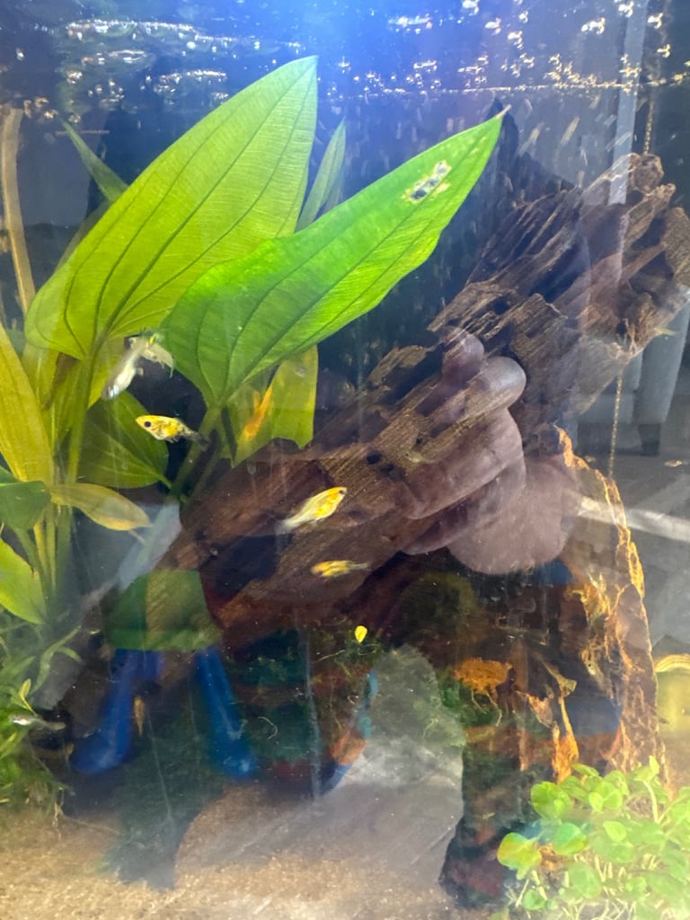 image for Tropical fish 