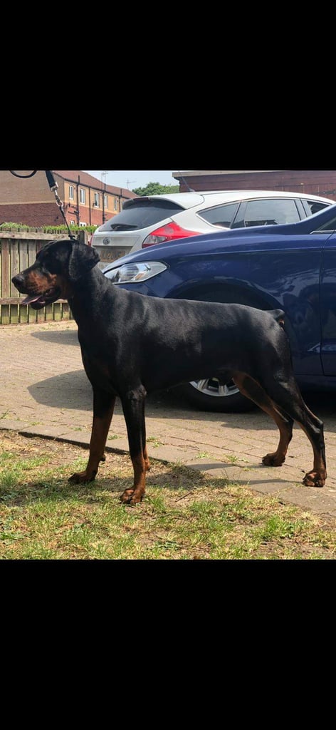 Top Line Doberman Puppies