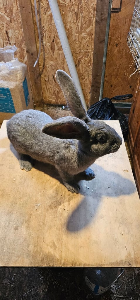 Continental Giant Merle Rabbits Rabbit