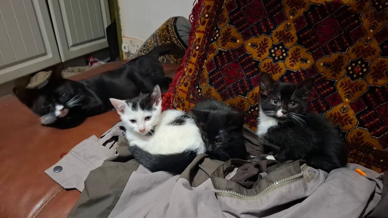 5 kittens ready to go to new homes 