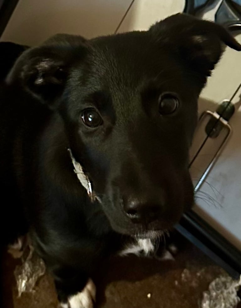 4 month old Labrador cross collie