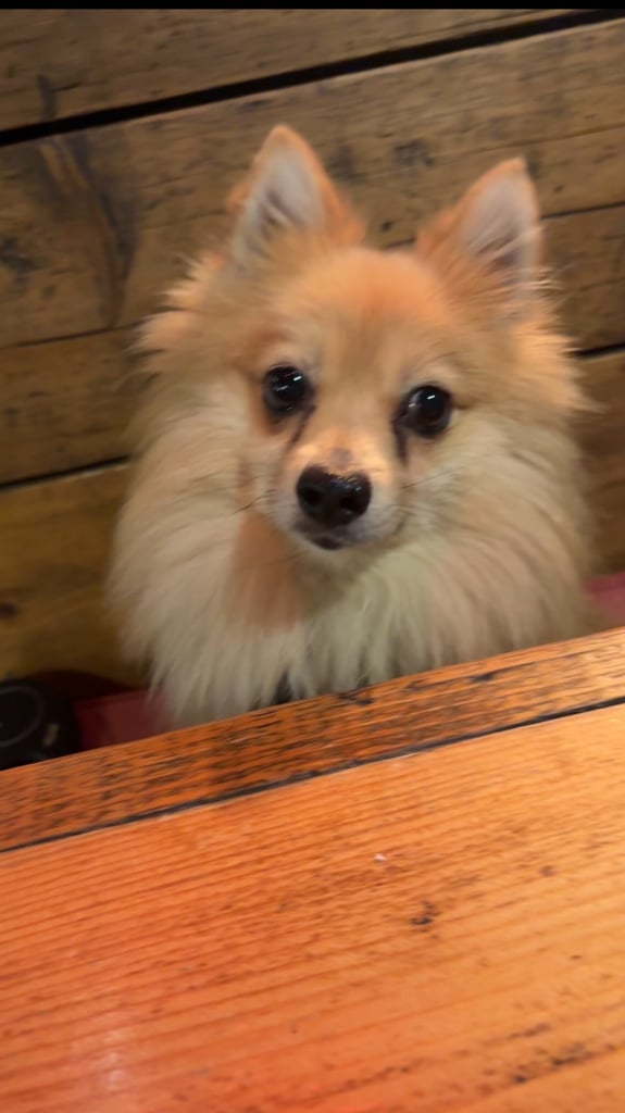 Pomeranian