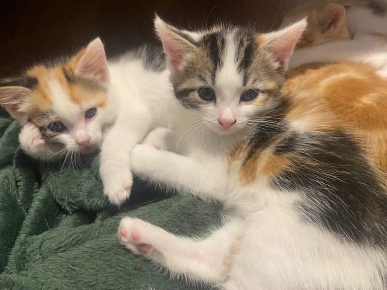 adorable kittens for sale 