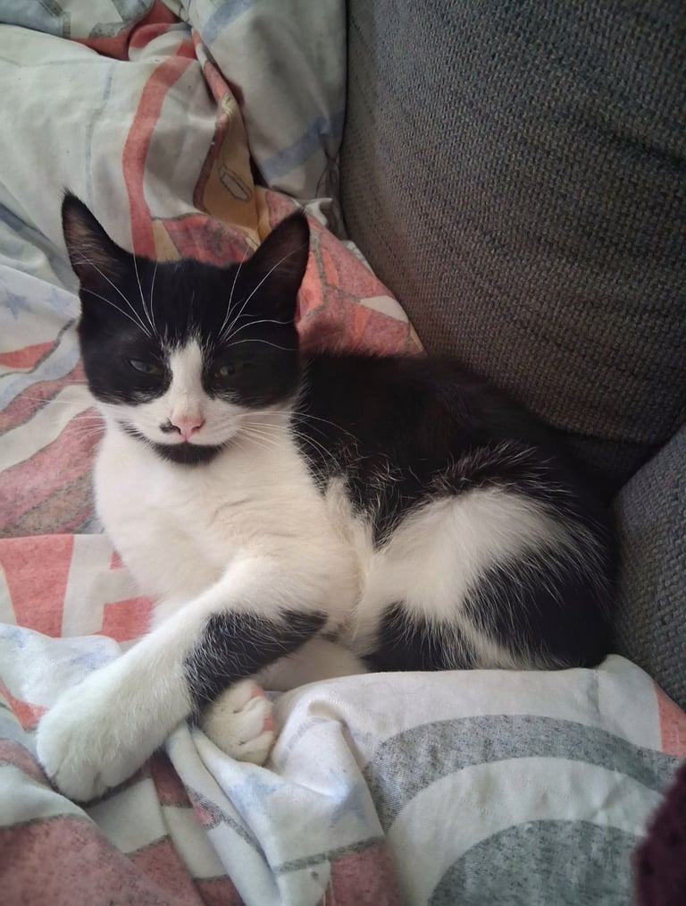 Kittens fluffy male female - Persian, Turkish Angoran Crosses British Shorthair Blue