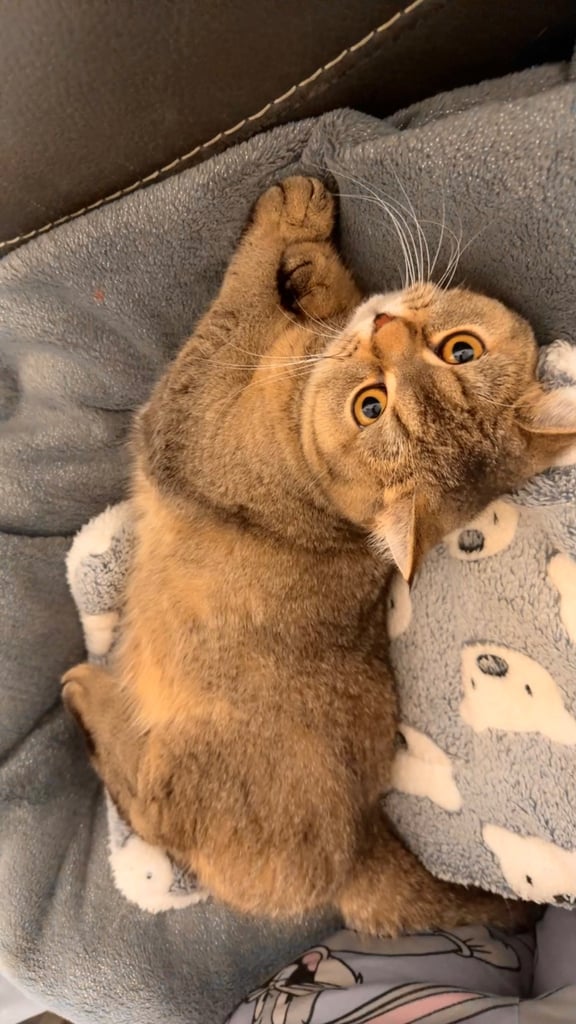 Friendly female golden shaded British shorthair kitten