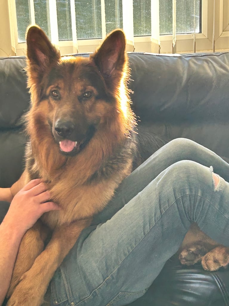 Pedigree German shepherd/ no papers
