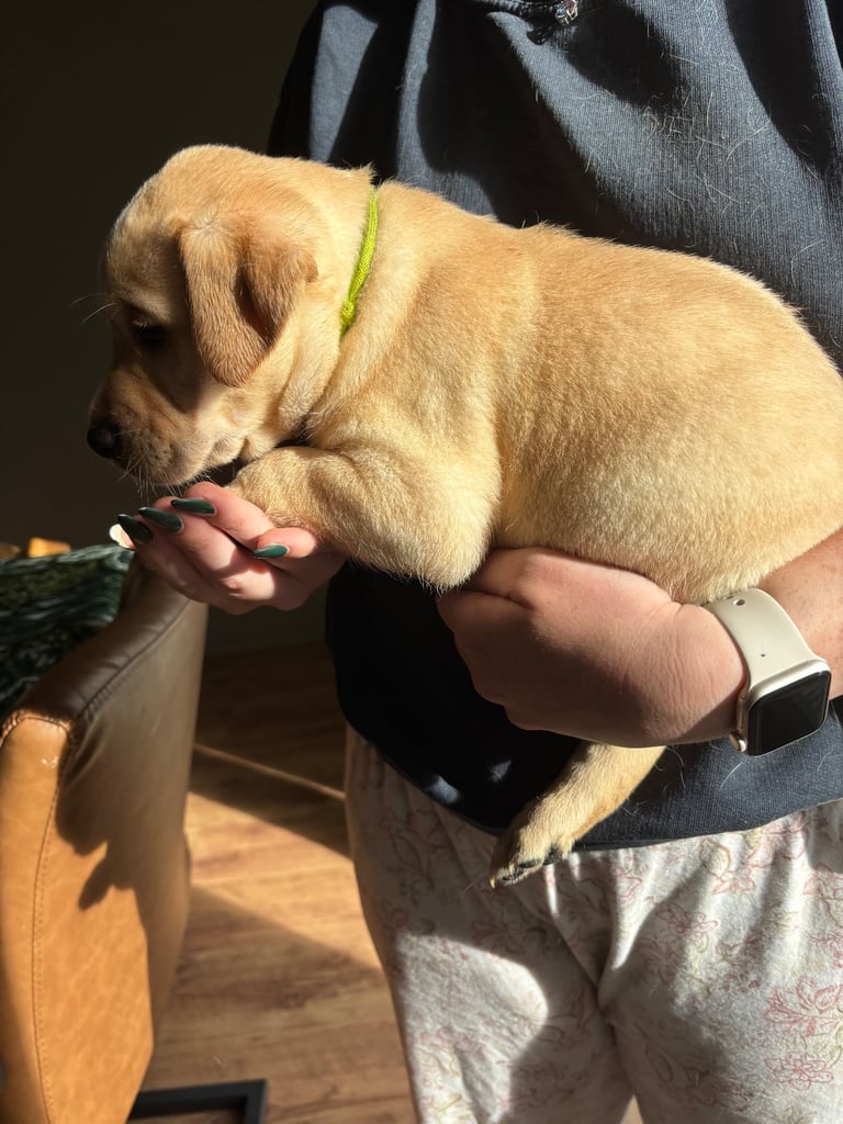 Beautiful Labrador puppies