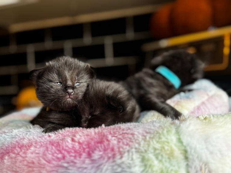 Ragcoon Kittens