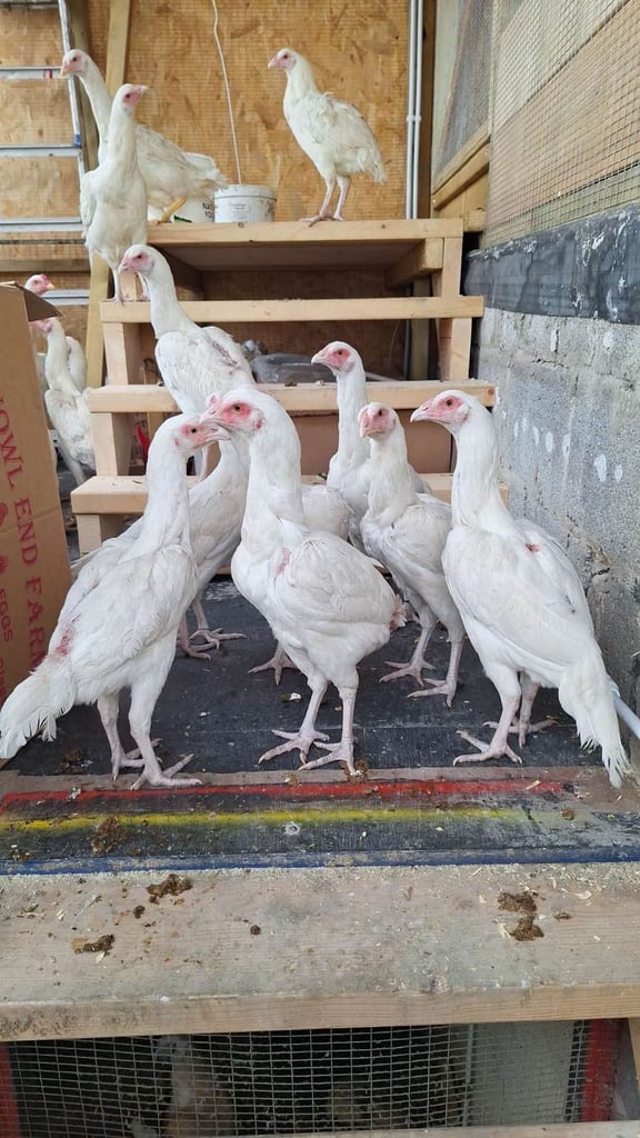 ASEEL CHICKENS FOR SALE