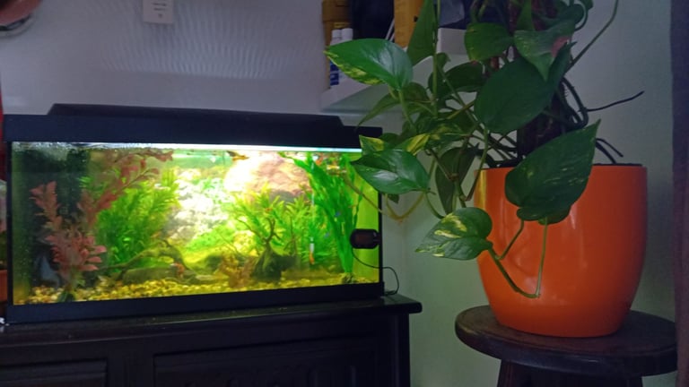 New aquarium  and lots of guppies!!