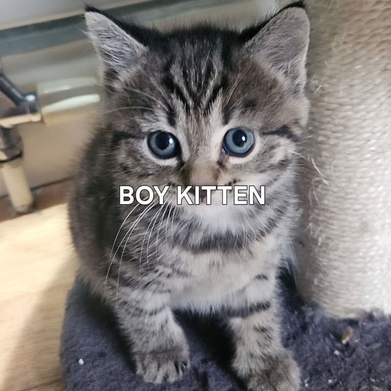  Siberians  long haired kittens 😸  2 GIRLS 1 BOY 