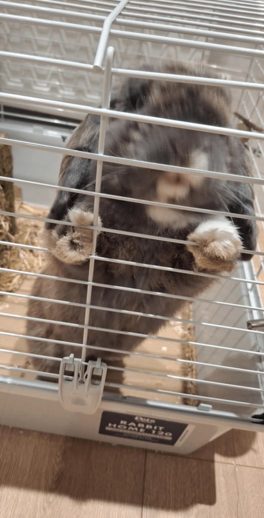 Male Mini lop Rabbit with Indoor Cage