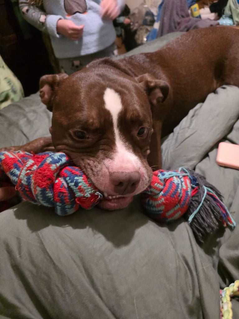 Staff x American bull dog needs loving home