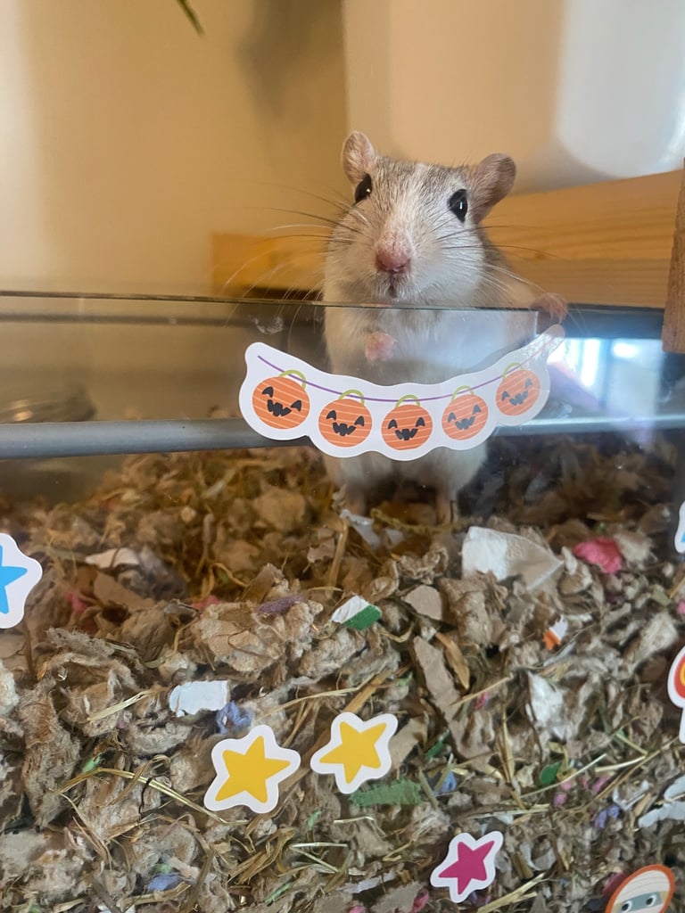 Detolf ikea tank and 2 gerbils 
