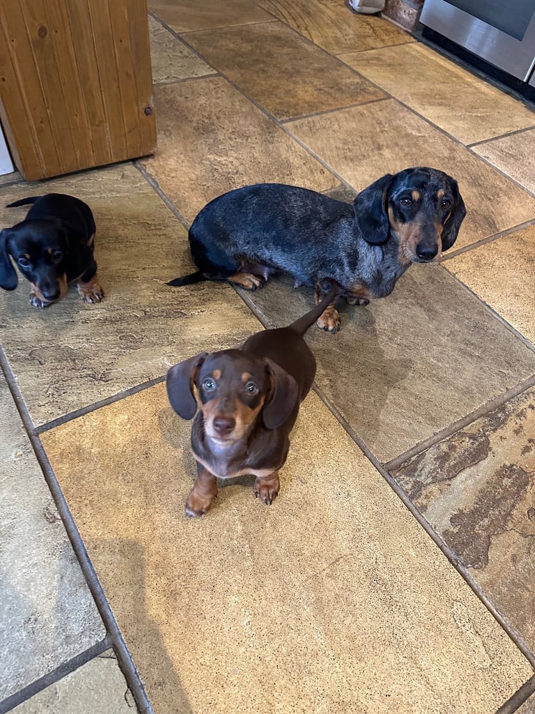 Minature dachshund puppy. 