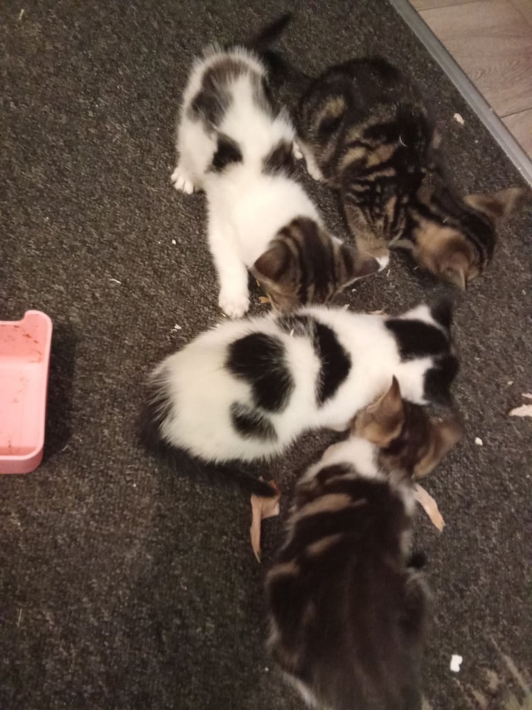 Kitten For Sale £120 !! Last One 