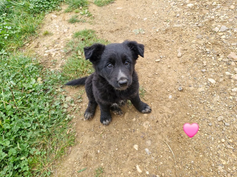 Collie cross german shepherd (shollie)