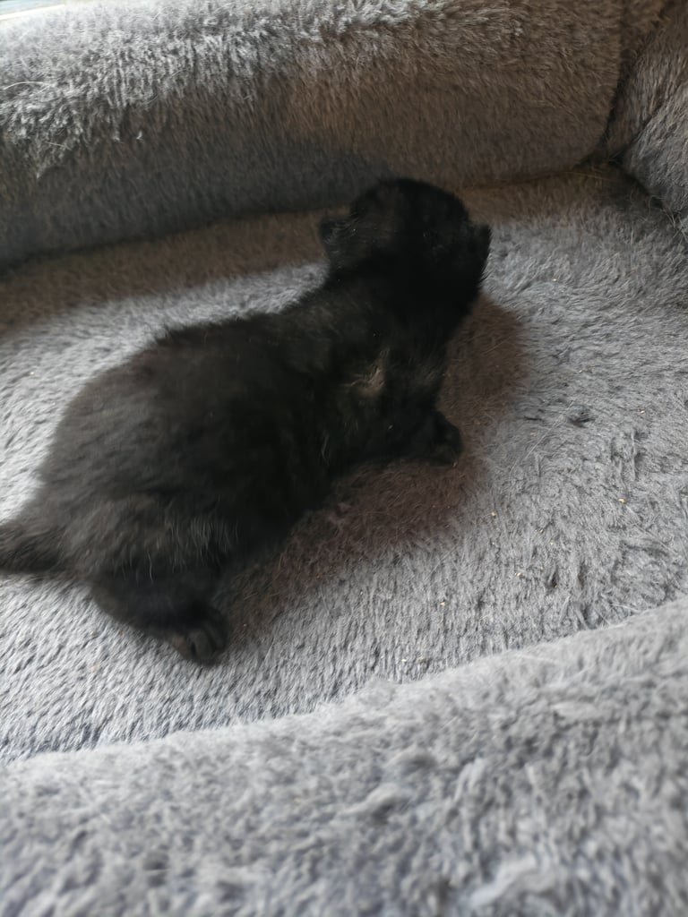 Black and white kittens for sale