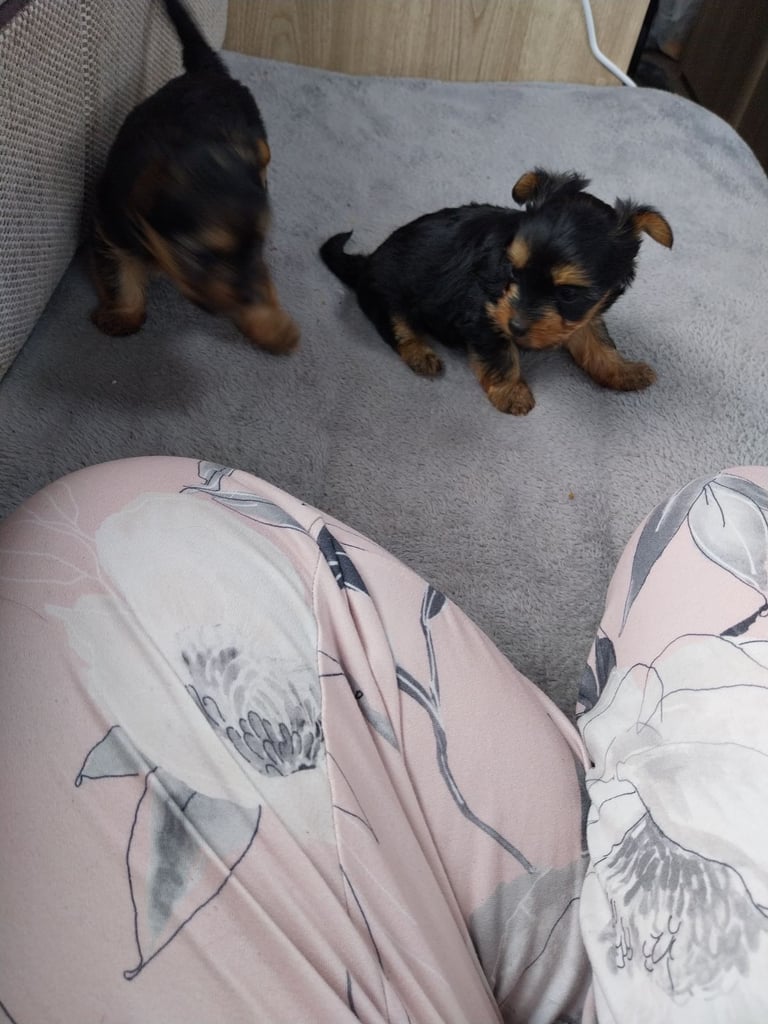 2 Yorkshire terror puppies 