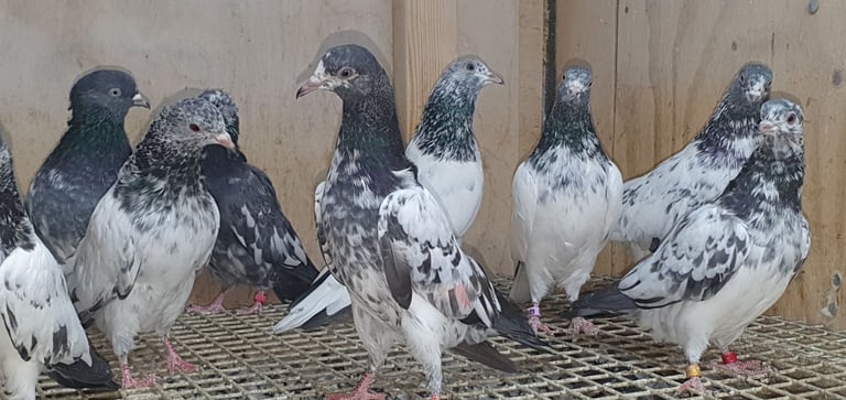 Pakistani Highflyer Pigeons For Sale