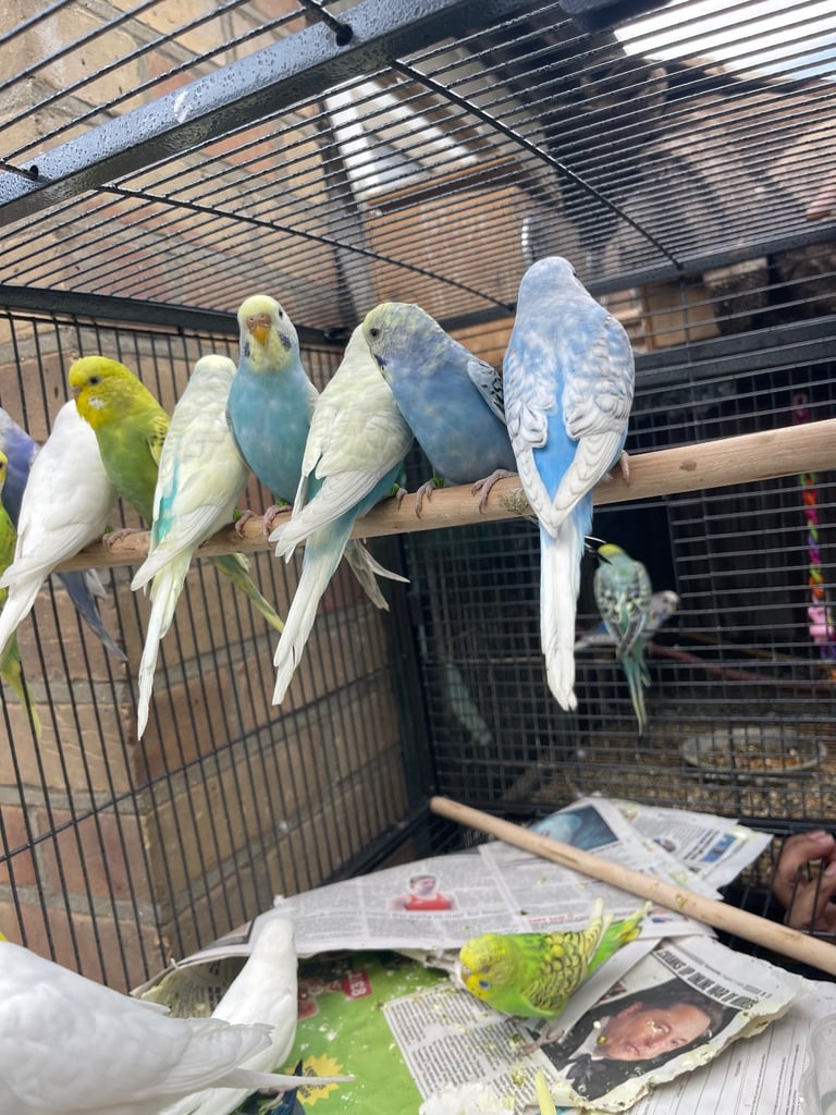 Baby budgies/ cockatiels 