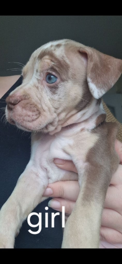 Pocket cross bully x alapara blue blood cross bully 