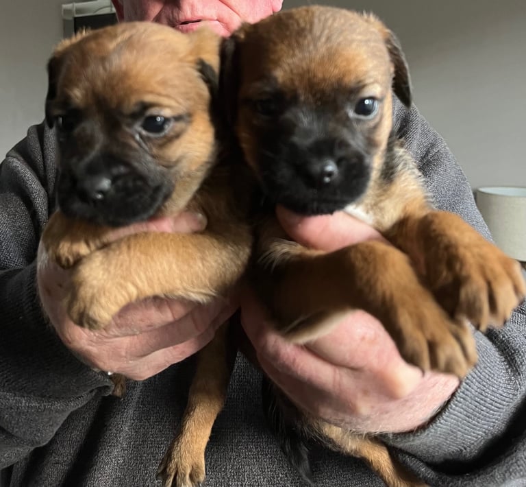 KC Registered Border Terriers for sale