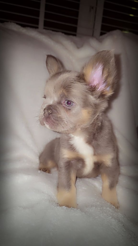 Fluffy isabella and tan frenchbulldogs READY TO LEAVE NOW