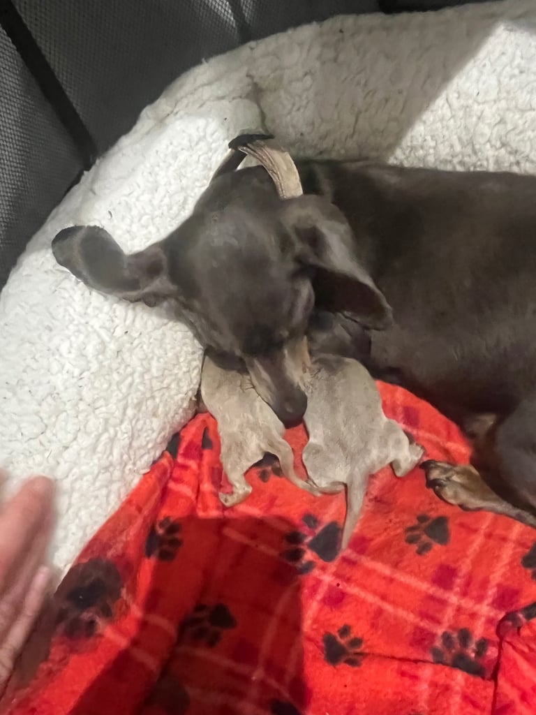 Dachshund miniature puppies 