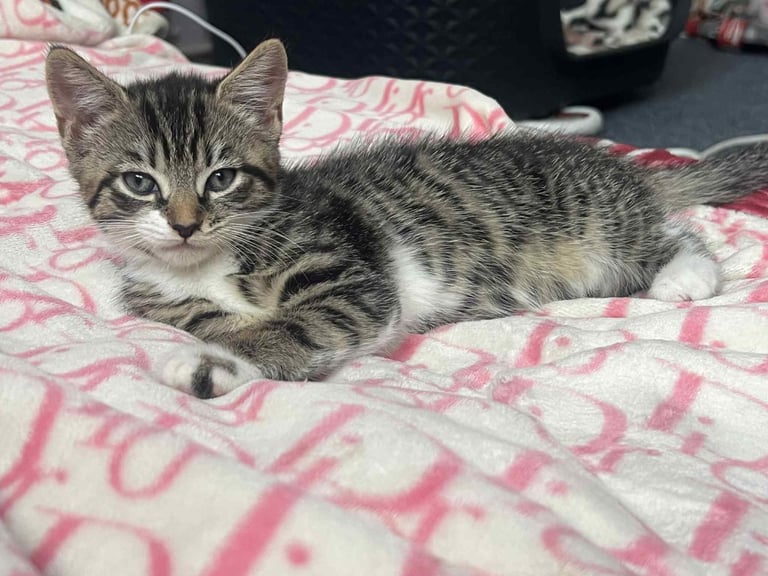 Kittens looking for warm and safe home